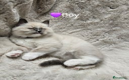 Ragdoll cats for sale: PURE RAGDOLL KITTENS 💜💙💚🤎 - Image 4