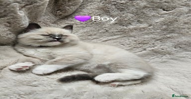 Ragdoll cats - Advert 15