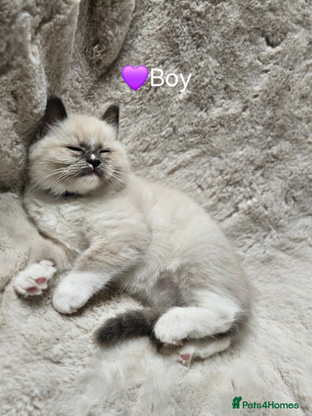 Ragdoll cats for sale: PURE RAGDOLL KITTENS 💜💙💚🤎 - Image 4