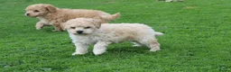 Poochon dogs for sale: Beautiful Poochon puppies for sale  - Advert 39