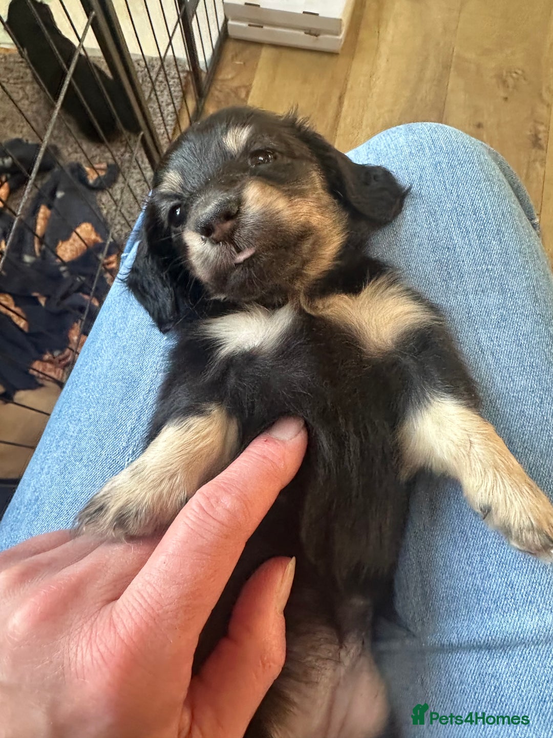 Miniature Dachshund dogs for sale: Miniature Long Haired Dachshund  - Advert 9