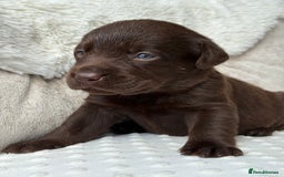 Labrador Retriever dogs for sale: Stunning chocolate Labrador’s with silver jeans  - Image 3