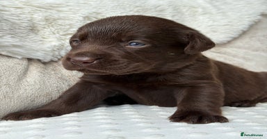 Labrador Retriever dogs - Advert 5