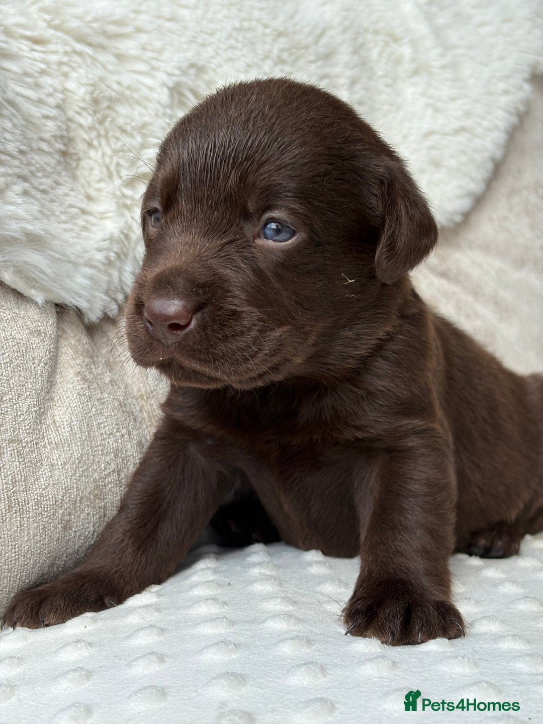 Labrador Retriever dogs for sale: Stunning chocolate Labrador’s with silver jeans  - Image 3