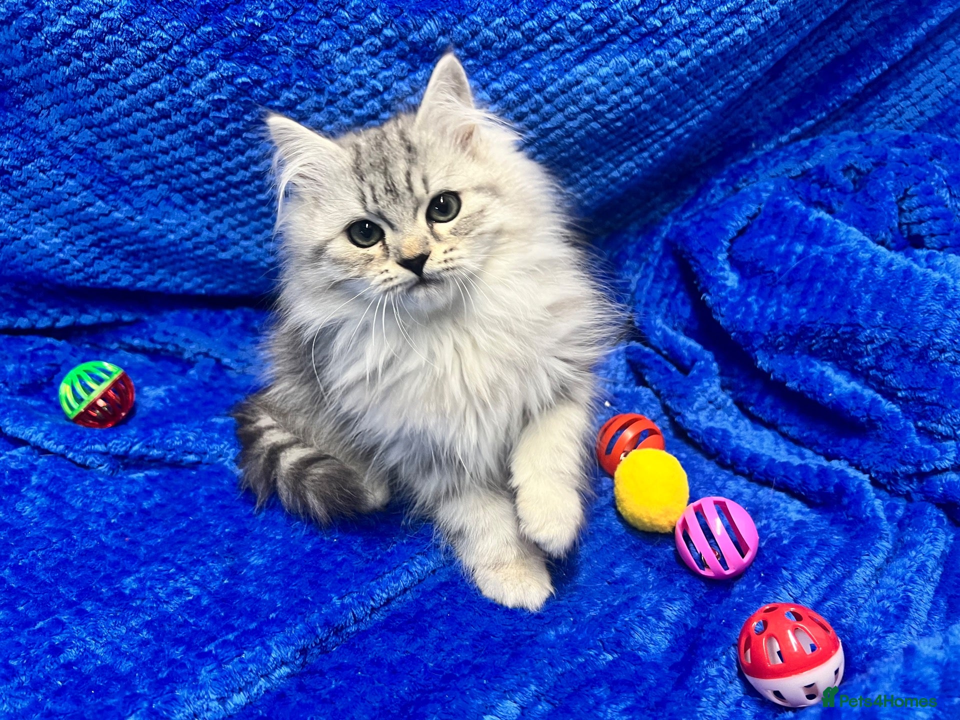 Siberian cats for sale: 🩶🩶Stunning Silver Traditional Siberian’s🩶🩶 - Advert 1