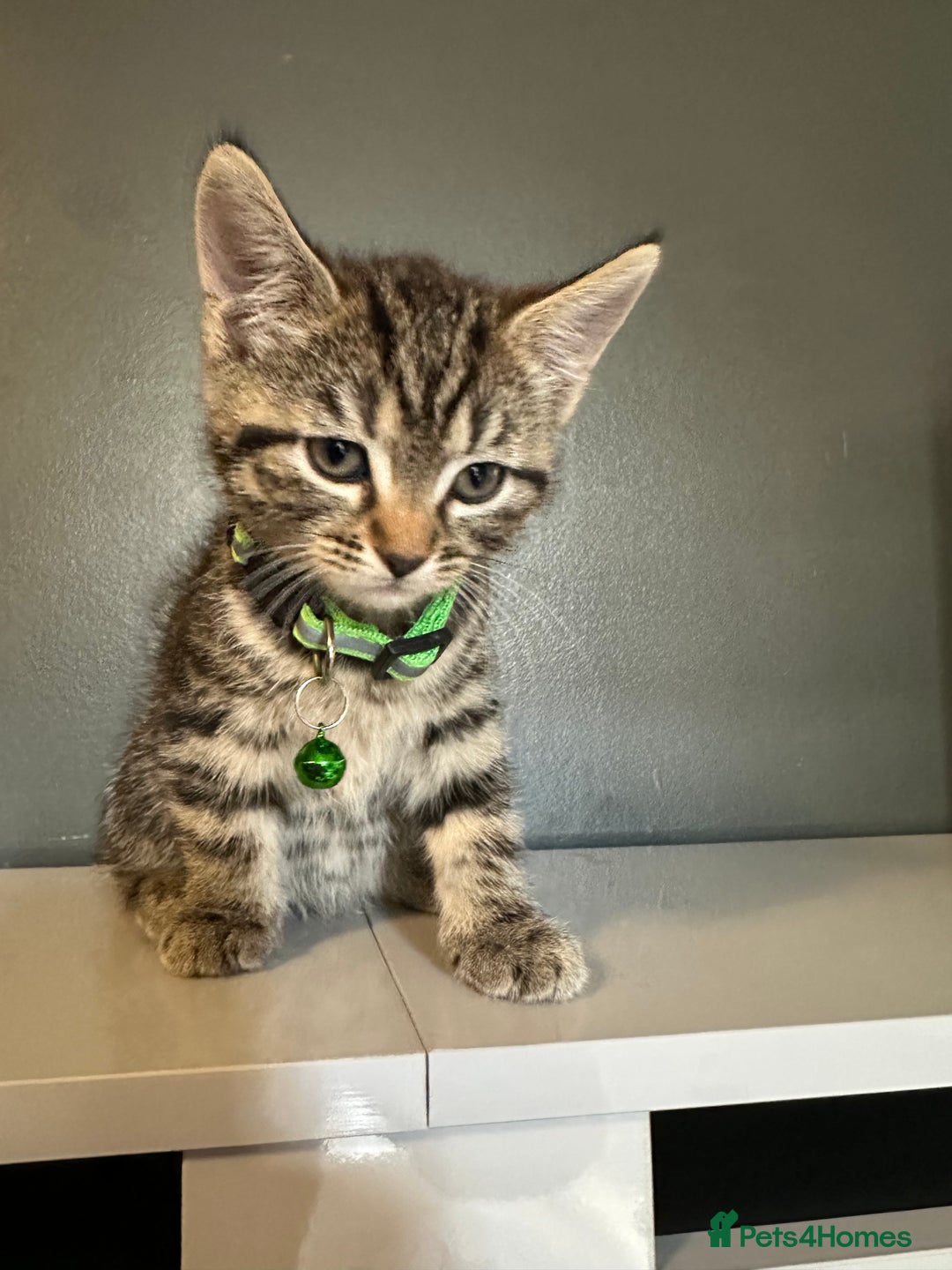 Mixed Breed cats for sale: Mixed breed kittens for sale - Image 7