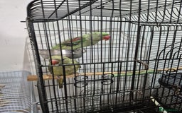 Budgerigars birds for sale: Budgies  - Image 8
