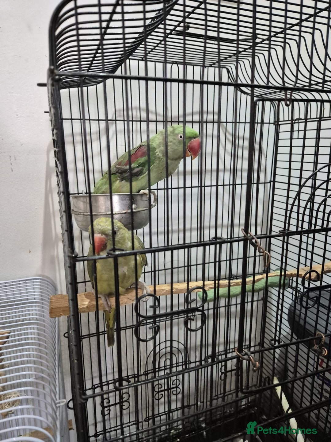 Budgerigars birds for sale: Budgies  - Image 8