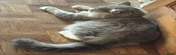 Scottish Fold cats for sale: 2 Beautiful Scottish fold and straight eared girls - Advert 14