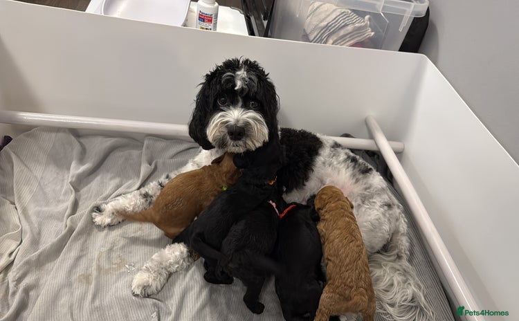 Cavapoo dogs Miniature CavaPoos - Advert 3