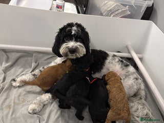 Cavapoo dogs Miniature CavaPoos - Advert 13