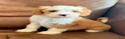 Tibetan Terrier dogs for sale: Beautiful Kc Registered Tibetan Terrier Puppies - Advert 35