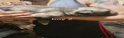 Shepsky dogs for sale: 9 shepsky puppies  - Advert 27