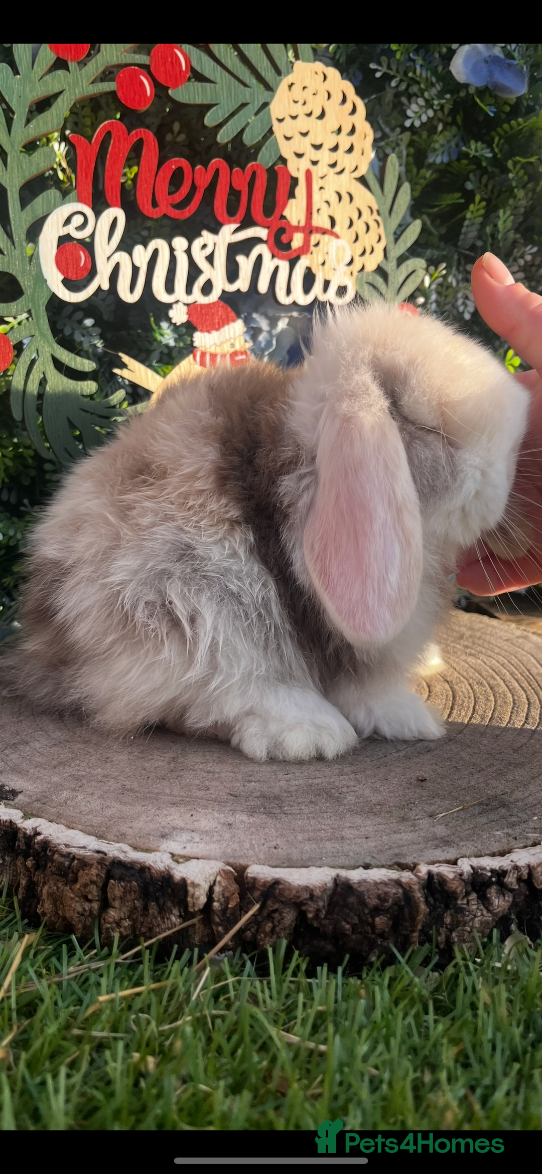 Mini Lop rabbits for sale: Mini lop babies 🌟 in Hartlepool - Image 14