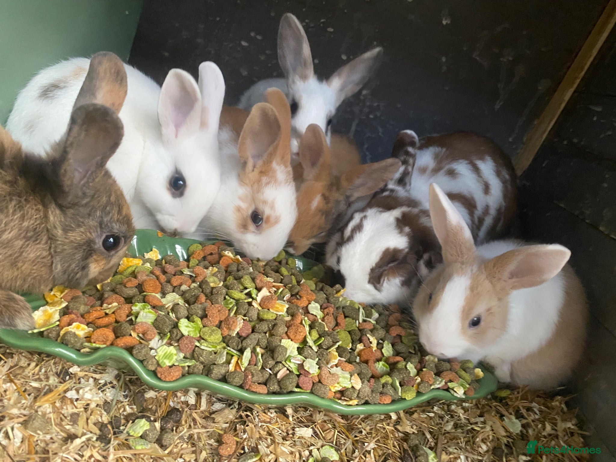 Mixed Breed rabbits Gorgeous litter mixed breed - Advert 5