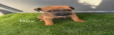 Mixed Breed 9
