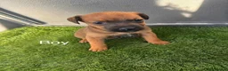 Mixed Breed dogs for sale: 9 beautiful border terriers x Lakeland terrier  - Advert 21