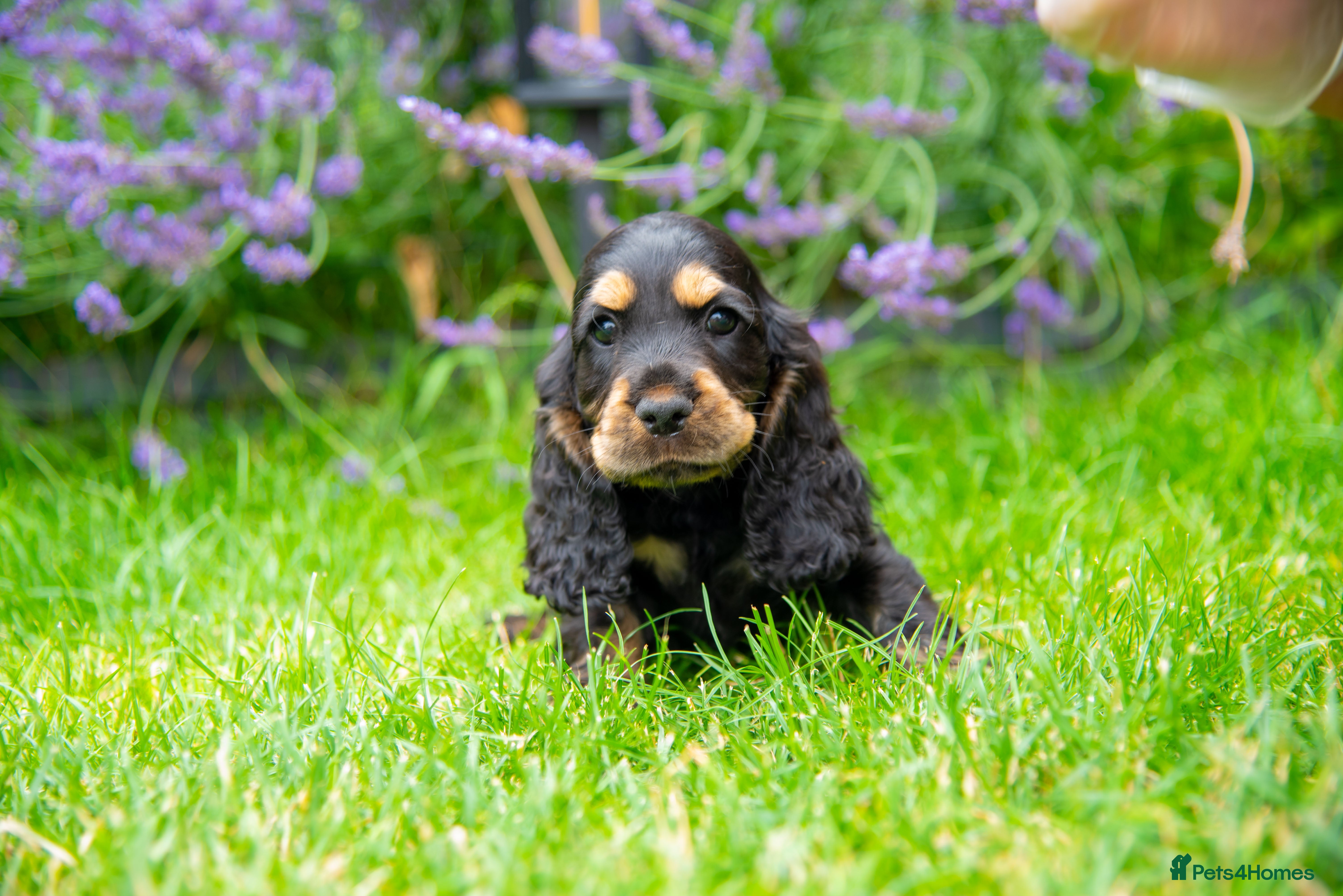 Cocker Spaniel dogs READY NOW 🐾 TOP LINES 🐾 1 GIRL 💖 1 BOY🩵 - Advert 2