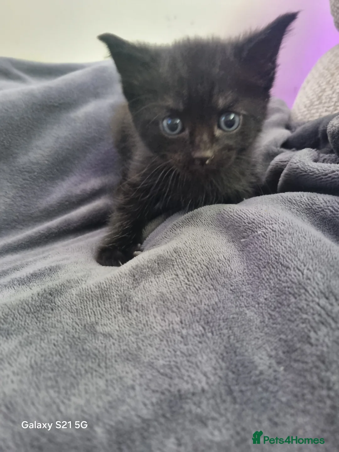 Mixed Breed cats for sale: long-haired kittens looking for a loving home - Advert 39