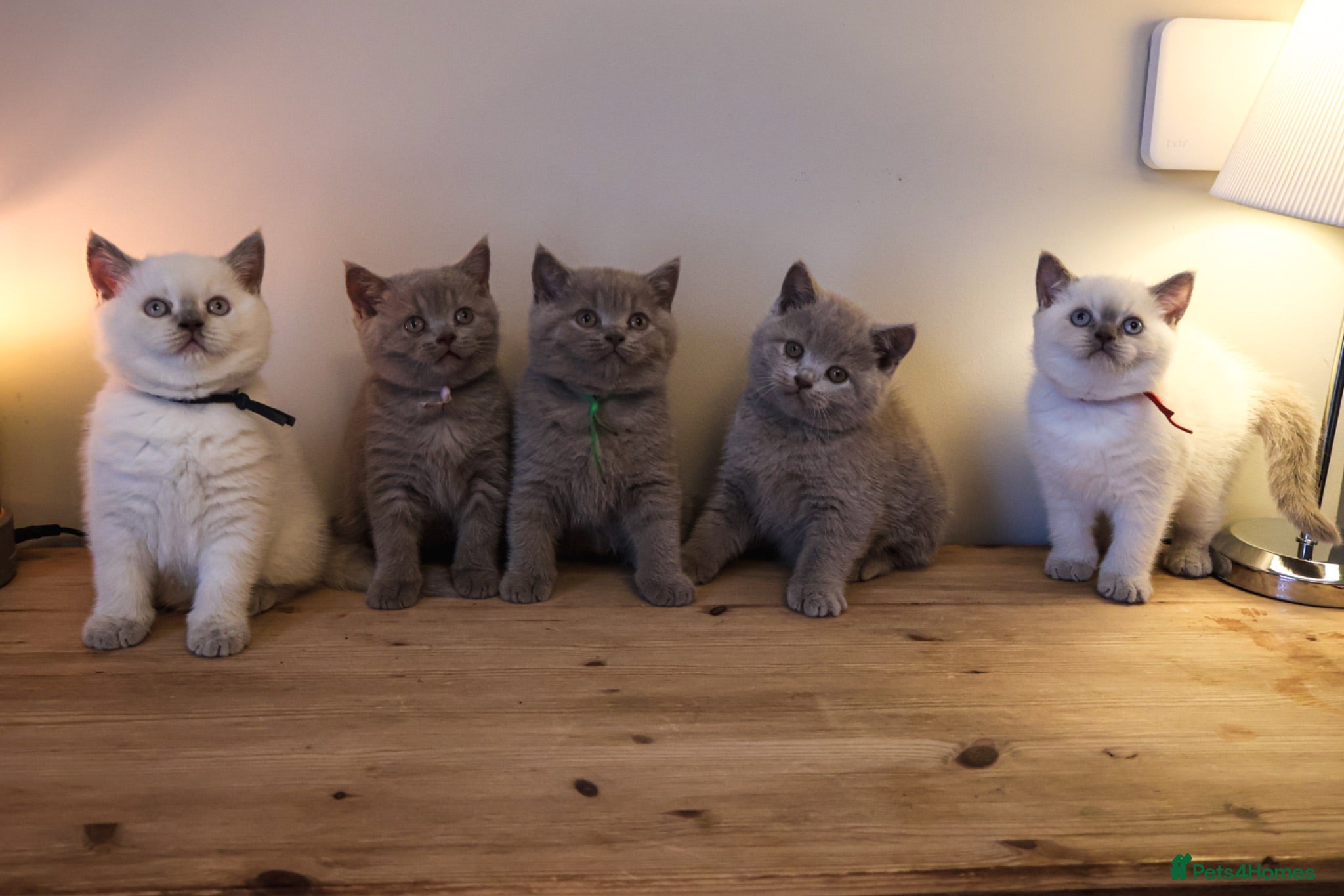 British Shorthair cats Stunning GCCF-Registered British Shorthair Kittens - Advert 1