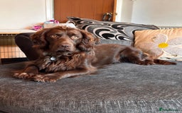 Cocker Spaniel dogs for stud: Gorgeous Chocolate Cocker for stud in Chichester - Image 4