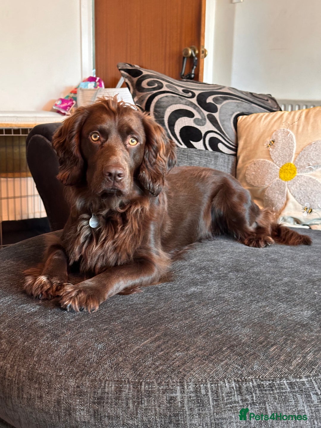 Cocker Spaniel dogs for stud: Gorgeous Chocolate Cocker for stud in Chichester - Image 4