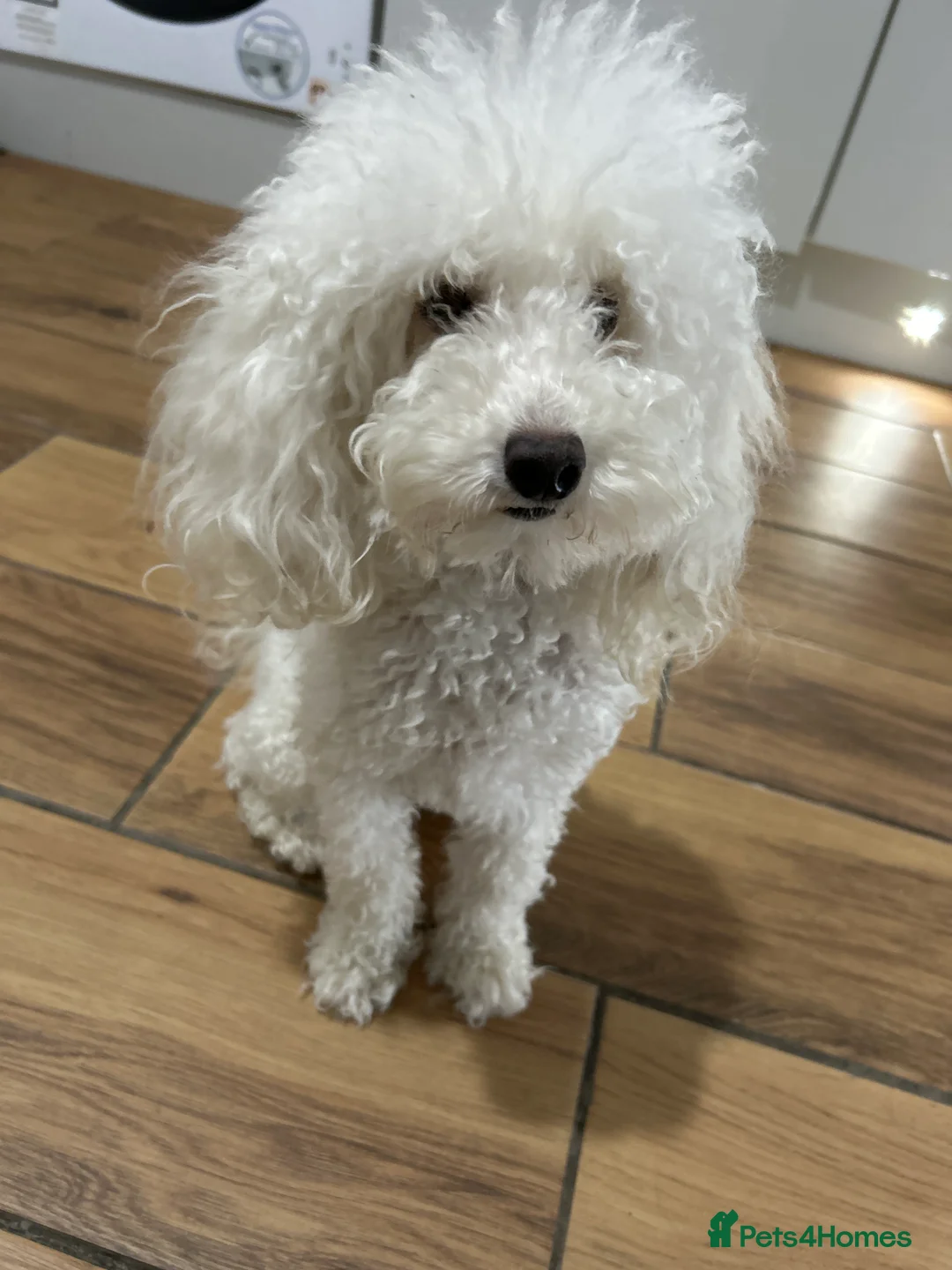 Toy Poodle dogs for sale: Toy poodle puppies - Advert 9