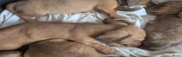 Miniature Dachshund dogs for sale: Kc registered mini smooth - Advert 10