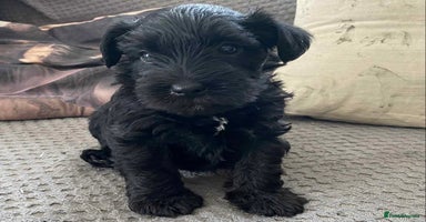 Miniature Schnauzer dogs - Advert 8