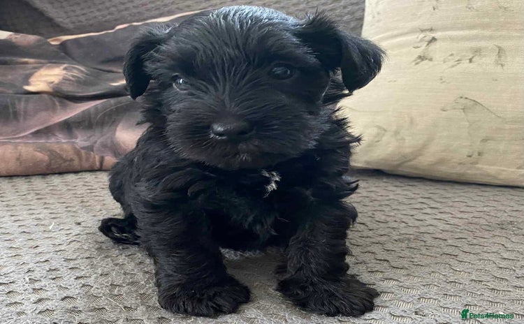 Miniature Schnauzer dogs - Advert 1