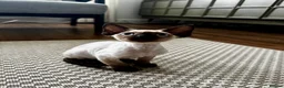 Devon Rex cats for sale: Gorgeous Pedigree Devon Rex Chocolate Point Boy  - Advert 6
