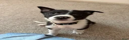 Border Collie dogs for sale: Male border collie  in Edinburgh - Advert 5