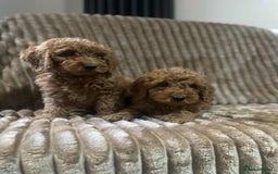 Cockapoo dogs for sale: Beautiful cockapoo’s - Image 3