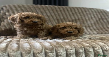 Cockapoo dogs - Advert 7