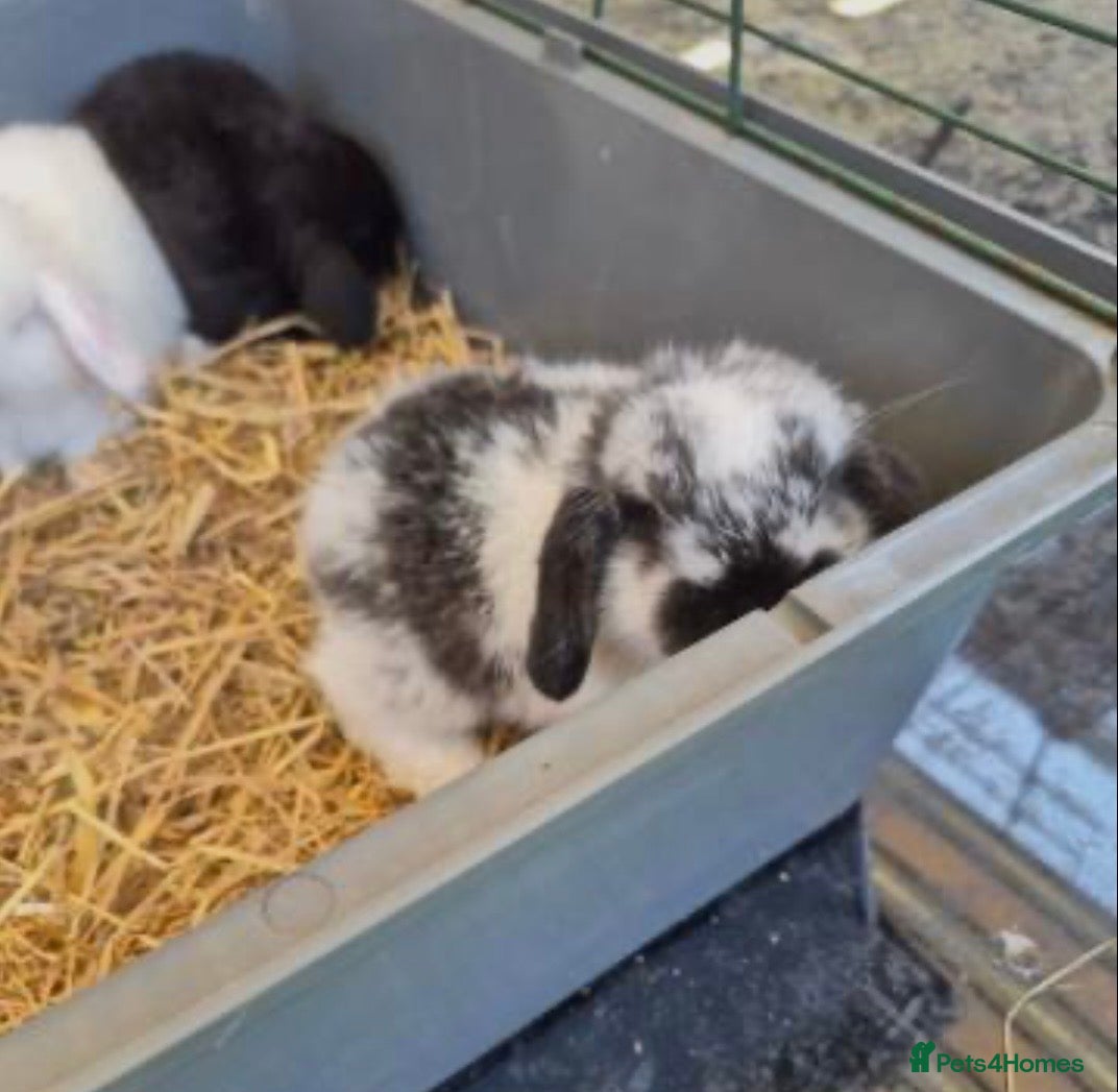 Mini Lop rabbits 9 Week Old Male Mini Lop  - Advert 3