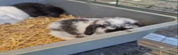 Mini Lop rabbits for sale: 9 Week Old Male Mini Lop  - Advert 1