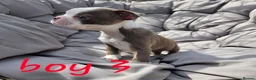 Boston Terrier dogs for sale: Beautiful baby bostons  - Advert 19