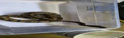 Python Snake reptiles for sale: Various ball pythons  - Advert 9