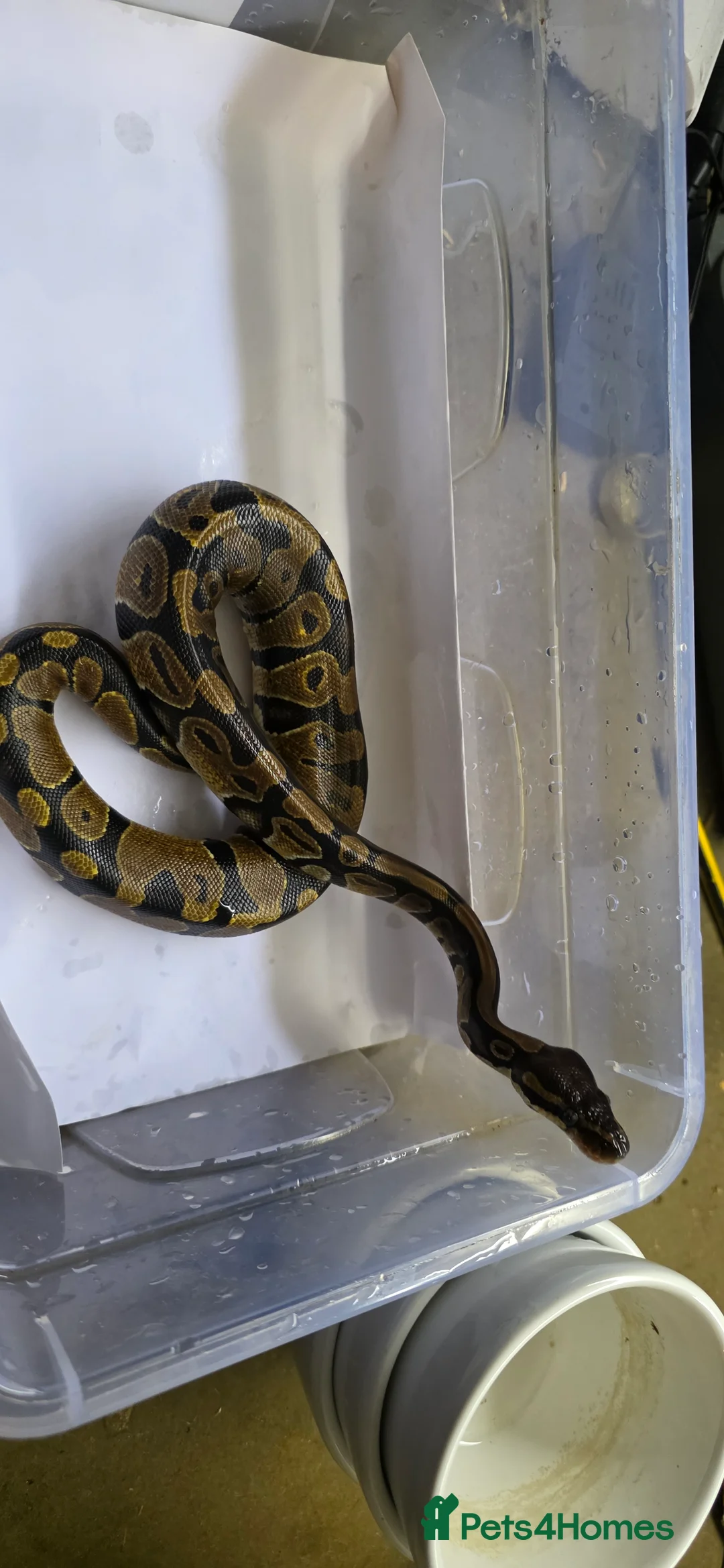 Python Snake reptiles for sale: Various ball pythons  - Advert 9