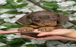 Miniature Dachshund dogs for sale: 🐾𝕊𝕞𝕠𝕠𝕥𝕙 𝕙𝕒𝕚𝕣𝕖𝕕 𝕡𝕦𝕡𝕡𝕚𝕖𝕤🐾 - Image 17
