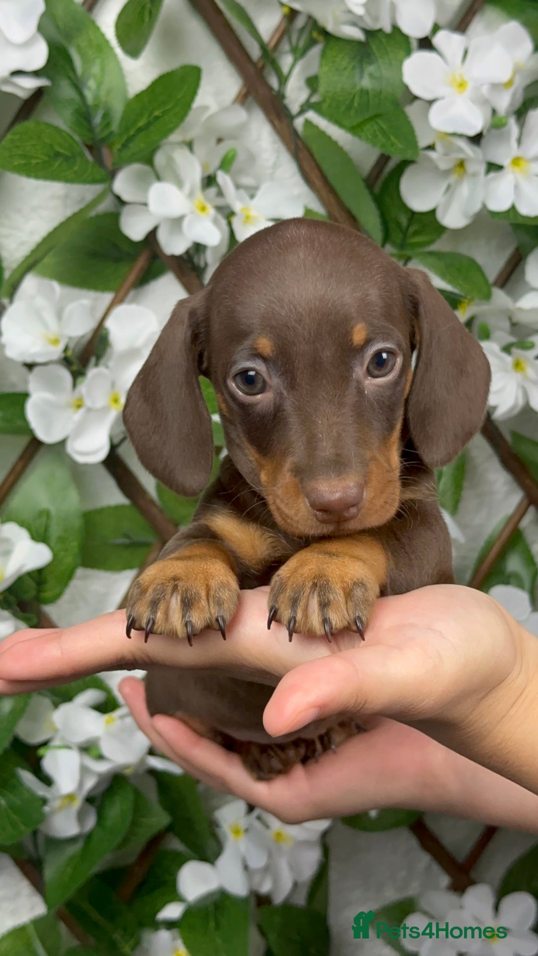 Miniature Dachshund dogs for sale: 🐾𝕊𝕞𝕠𝕠𝕥𝕙 𝕙𝕒𝕚𝕣𝕖𝕕 𝕡𝕦𝕡𝕡𝕚𝕖𝕤🐾 - Image 17