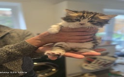 Norwegian Forest Cat cats for sale: 1 half Norwegian Forrest cat fluffy female  - Image 3