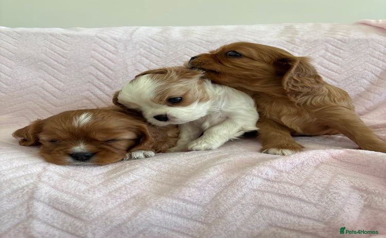 Cavalier King Charles Spaniel dogs - Advert 14
