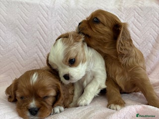 Cavalier King Charles Spaniel dogs - Advert 4
