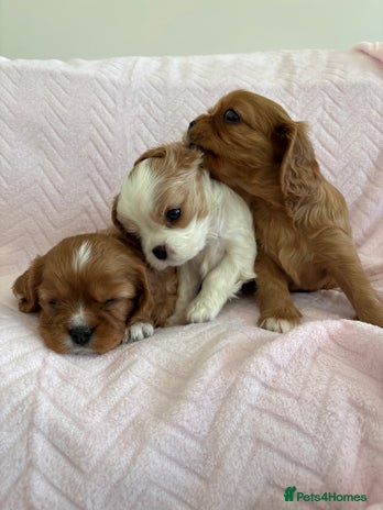 Cavalier King Charles Spaniel dogs - Advert 9