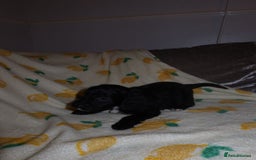 Cockapoo dogs for sale: Beautiful Cockapoo pups - Image 4