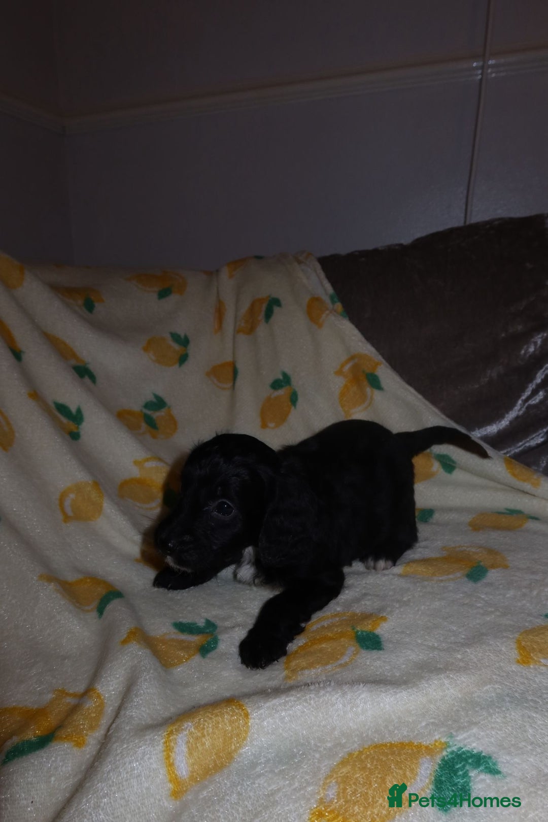 Cockapoo dogs for sale: Beautiful Cockapoo pups - Image 4