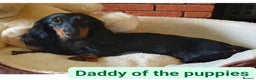 Miniature Dachshund dogs for sale: Tiny Miniature Dachshunds!! DNA CLEAR - Advert 9