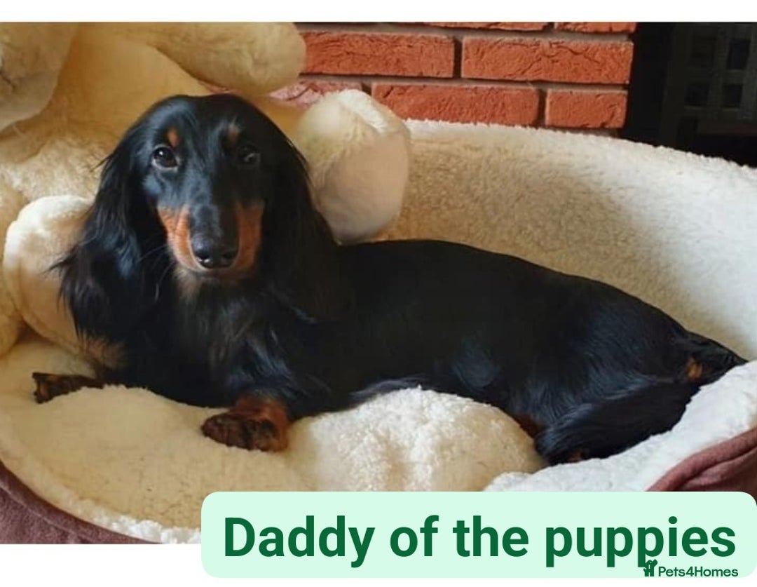 Miniature Dachshund dogs for sale: Tiny Miniature Dachshunds!! DNA CLEAR - Advert 9