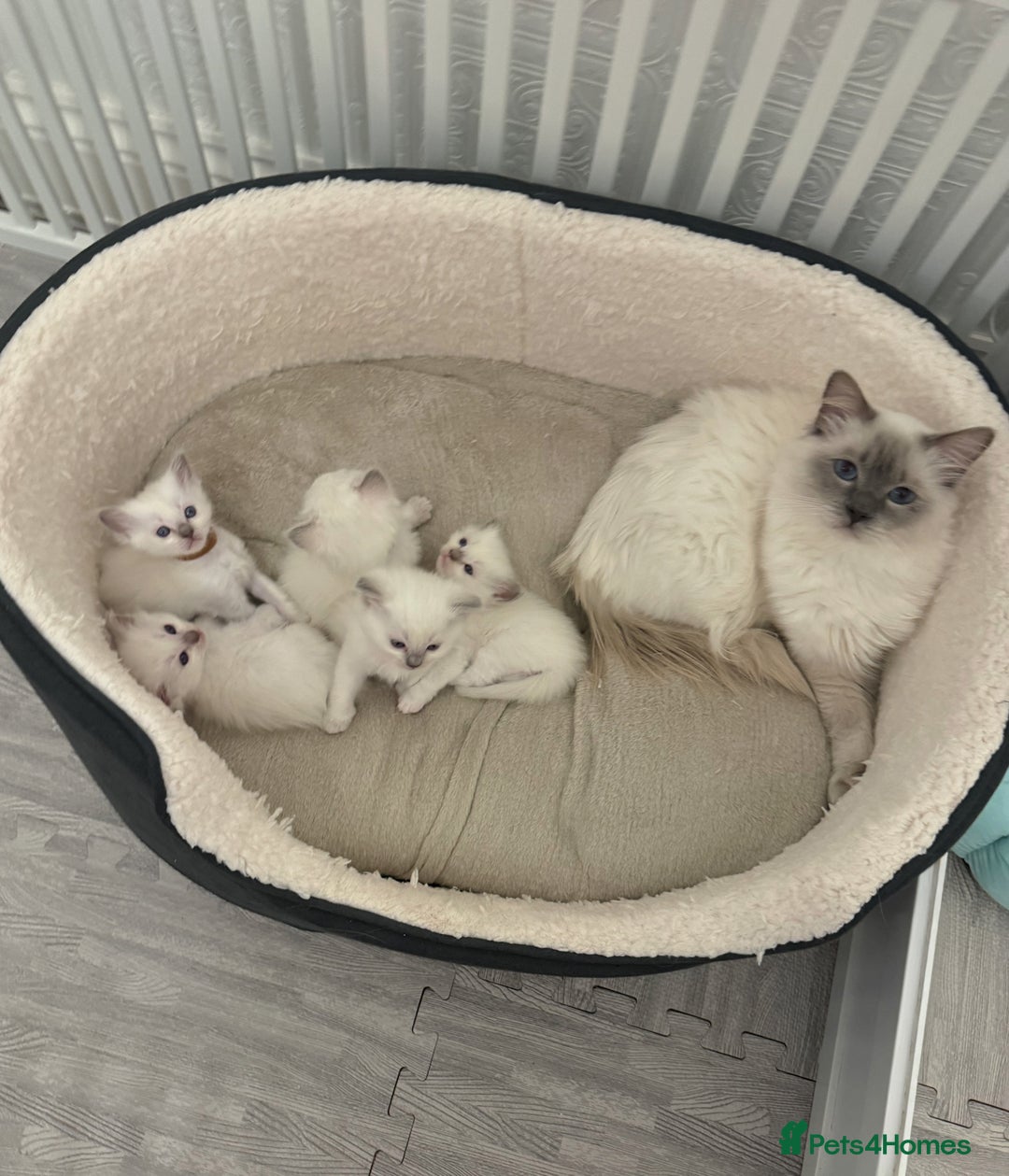 Ragdoll cats for sale: Pedigree Championship GCCF Ragdoll Kittens - Advert 8